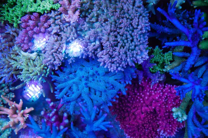 Meerwasseraquaristik Shop für traumhafte Meerwasseraquarien Traumhaftes Meerwasserbecken mit bunten Korallen